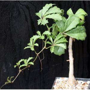 Cyphostemma quinatum 5-inch pots